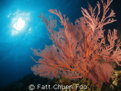 Pink Gorgonion Seafan, Tenggol, Malaysia by Fatt Chuen Foo 